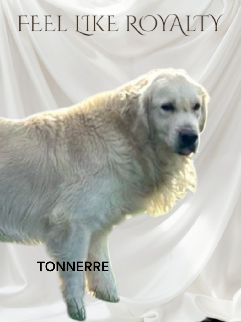 Les Golden Retriever de l'affixe du Domaine Saint Joseph Du Roc