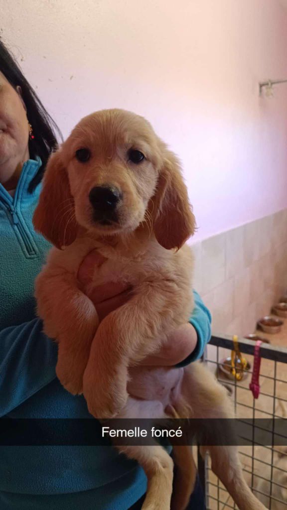 du Domaine Saint Joseph Du Roc - Chiot disponible  - Golden Retriever