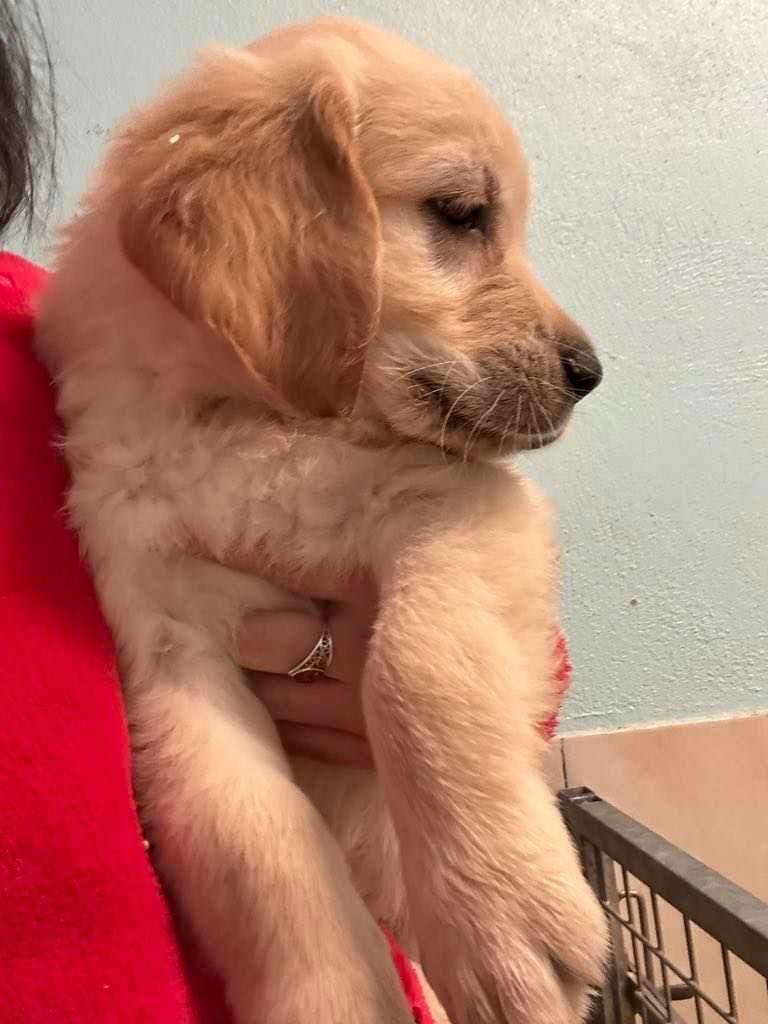 chiot Golden Retriever du Domaine Saint Joseph Du Roc