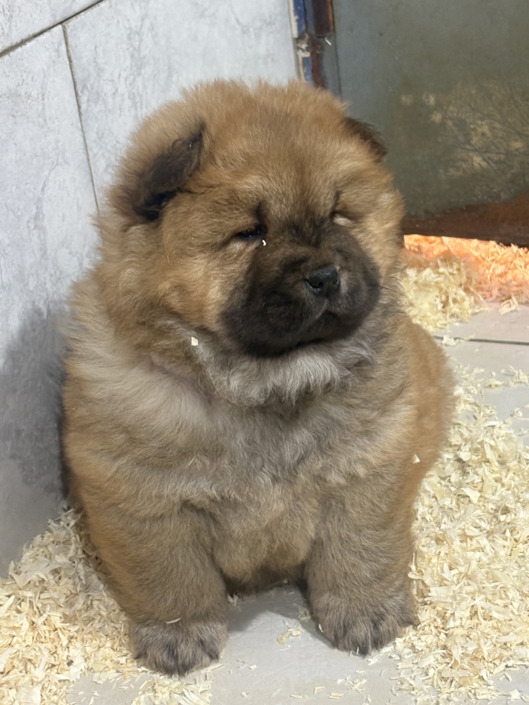 Chiot Chow Chow du Domaine Saint Joseph Du Roc