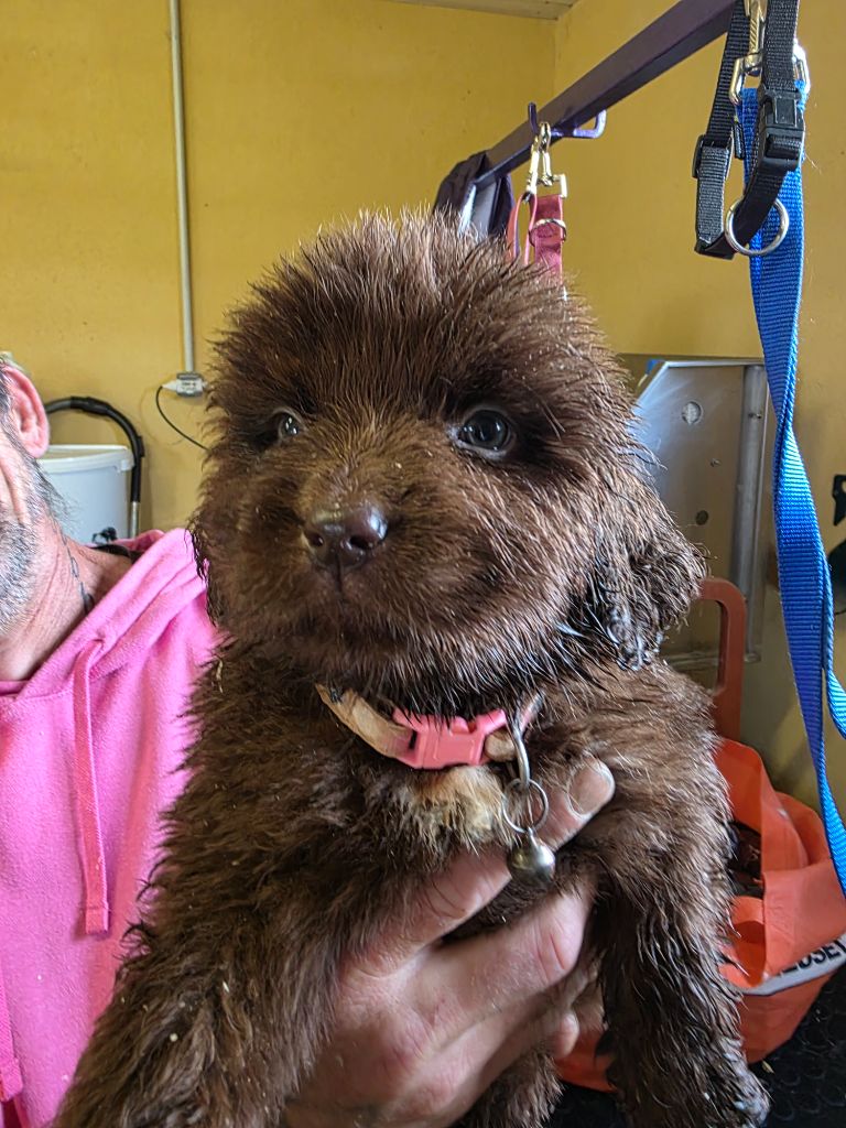 du Domaine Saint Joseph Du Roc - Chiots disponibles - Terre-neuve