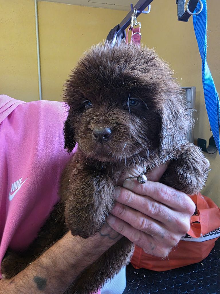 du Domaine Saint Joseph Du Roc - Chiots disponibles - Terre-neuve