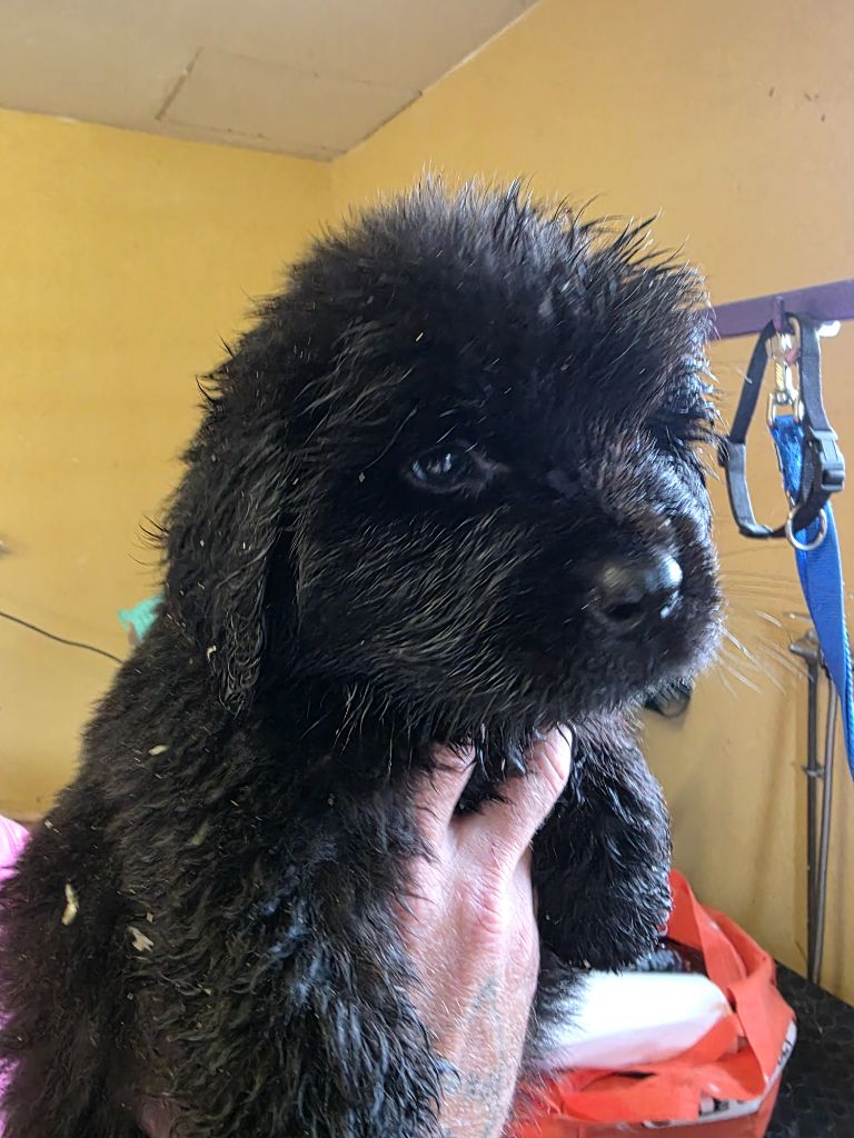 du Domaine Saint Joseph Du Roc - Chiots disponibles - Terre-neuve