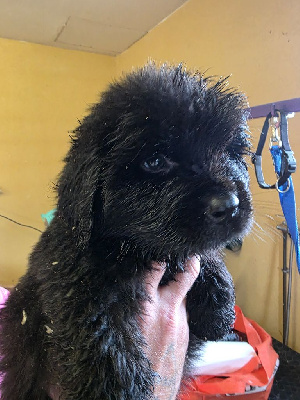 CHIOT 8