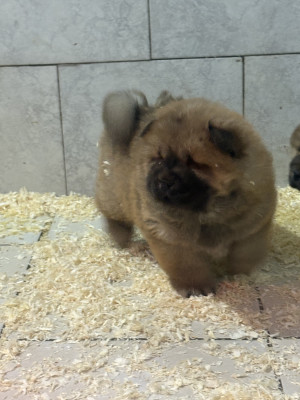 Bouba