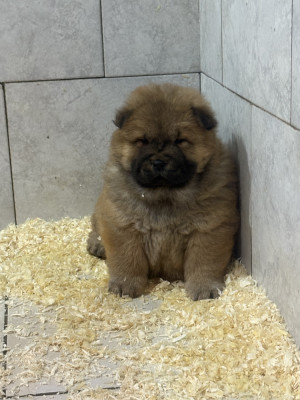 Chiot N°3