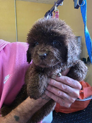 CHIOT 1