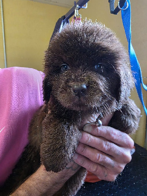 CHIOT 5