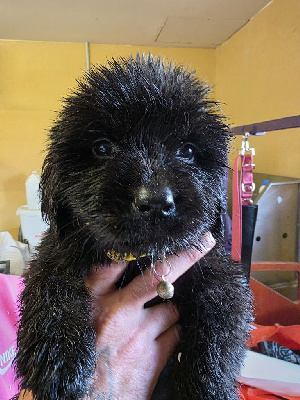 CHIOT 9