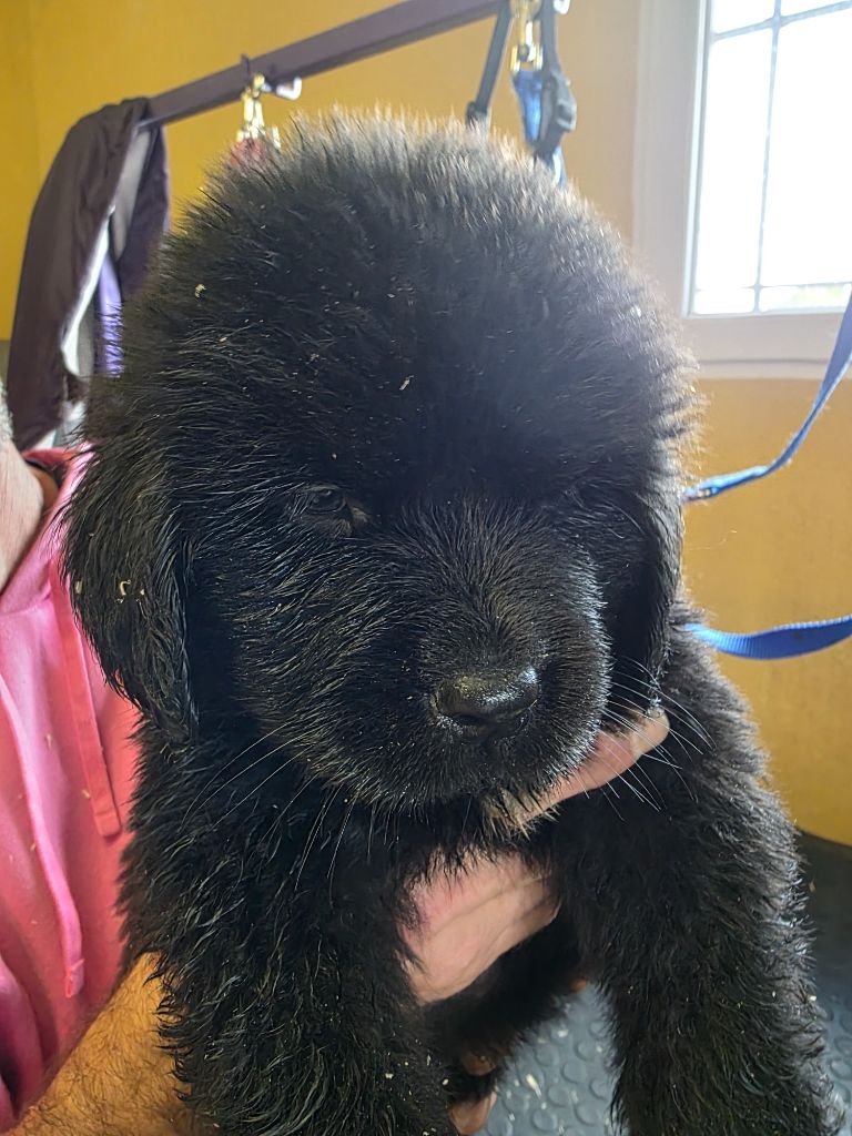 du Domaine Saint Joseph Du Roc - Chiots disponibles - Terre-neuve